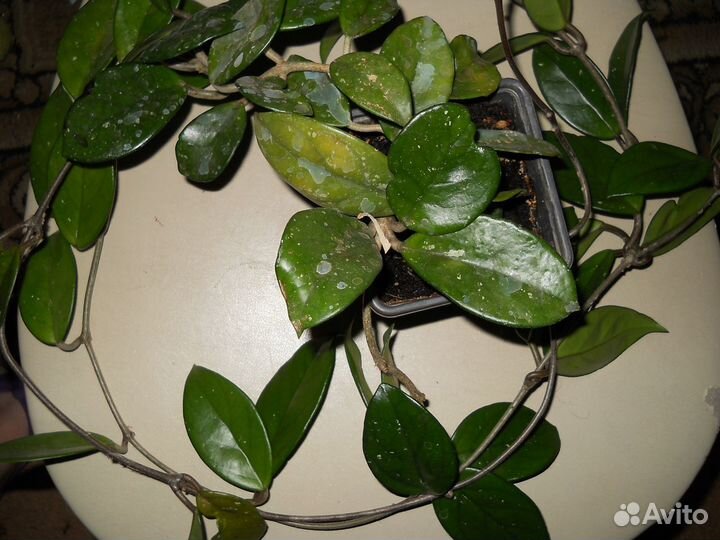 Домашние растения