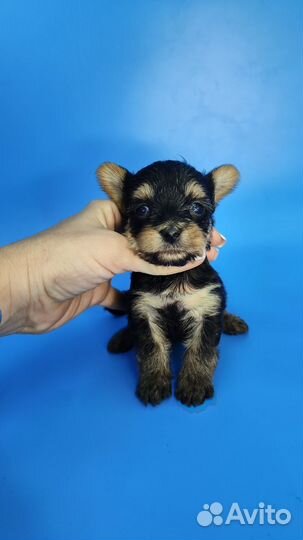 Малыш йорик