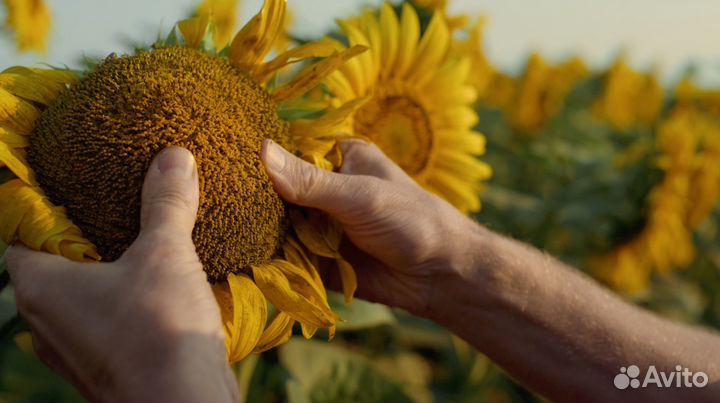 Семена подсолнечника гибрид Спринт