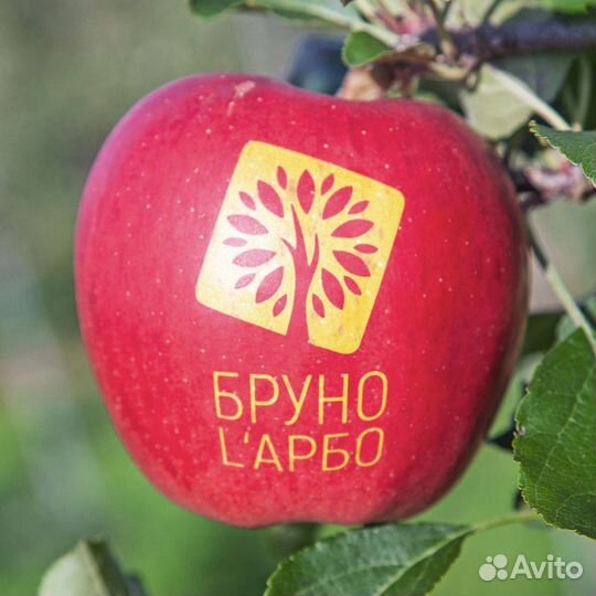 Яблоки на праздник