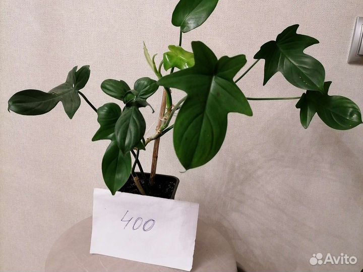 Филодендрон сортовой