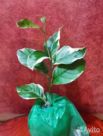 Мандарин Кумкват Лайм Лимон Лаймкват Цитрусовые