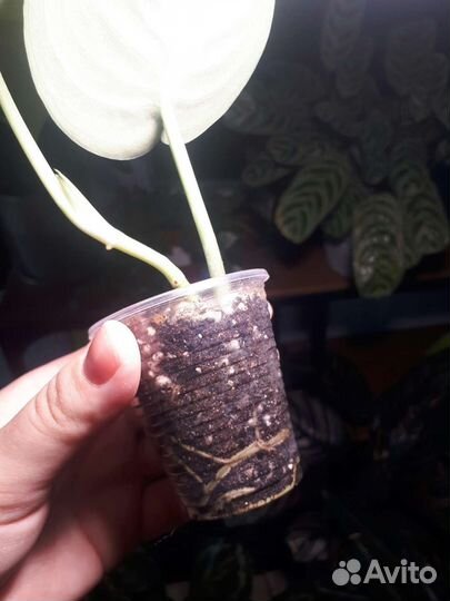 Сциндапсус пиктус треби