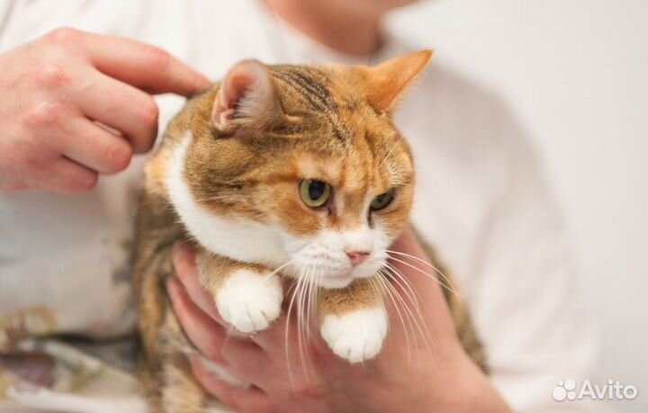 Красуня ищет дом