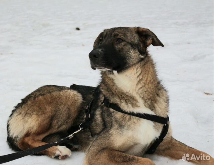Молодой ласковый пес тоскует в приюте