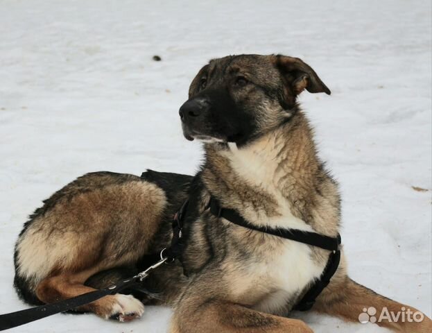 Молодой ласковый пес тоскует в приюте