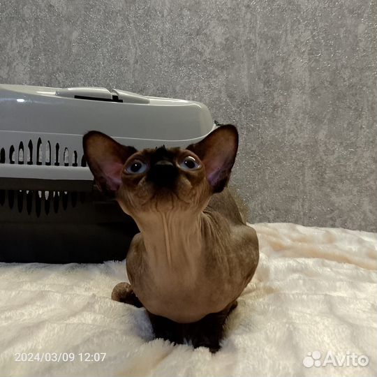 Канадский сфинкс