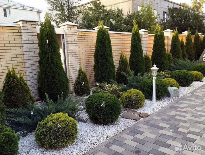 Саженцы туи брабант холмстрап спиралис