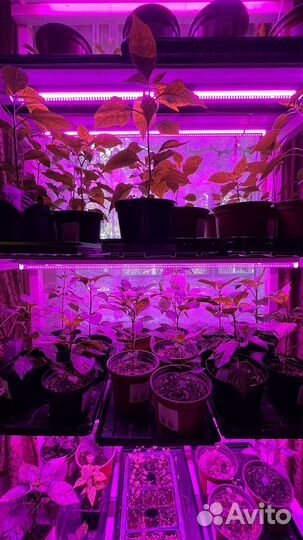 Острый перец рассада