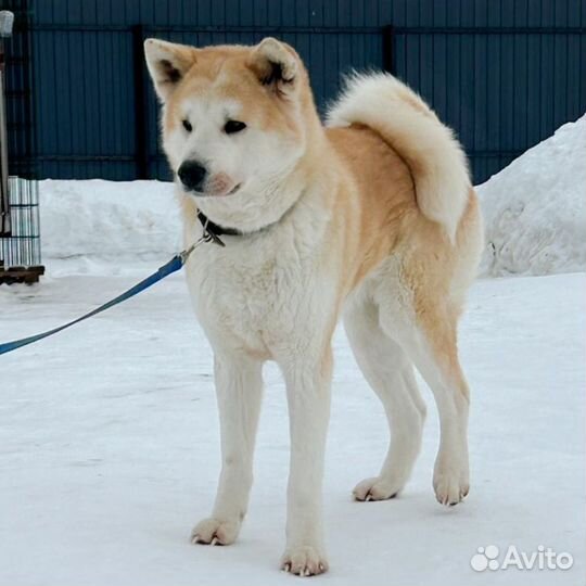 Акита девочка