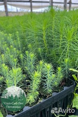 Сеянцы зкс Сосна окс Ель Лиственница Горная