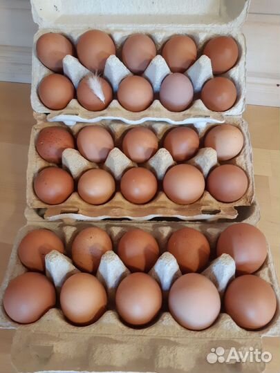 Домашние куриные яйца