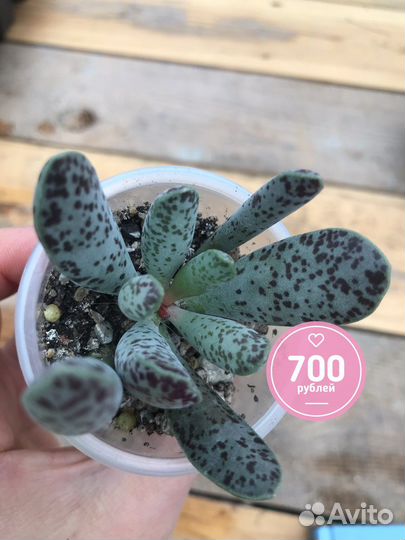 Суккуленты