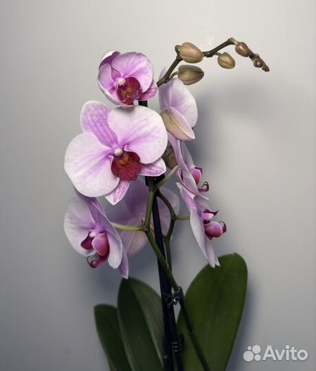 Орхидея фаленопсис