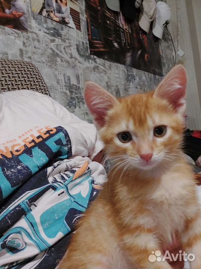 Котенок в дар бесплатно