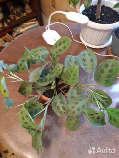 Комнатные цветы