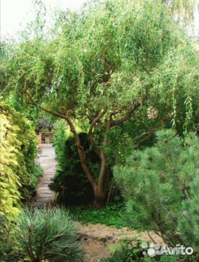 Ивы Нана, плакучая Шатер, Матсудана