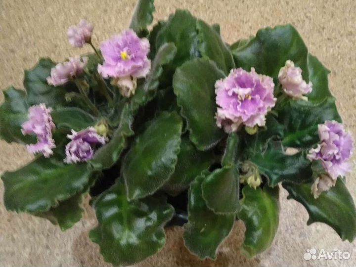 Фиалки, книга о фиалках