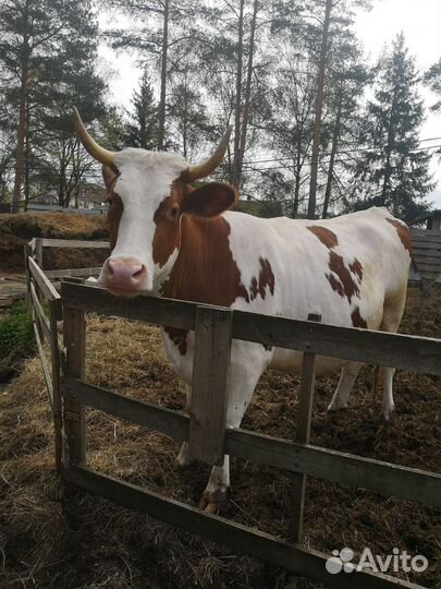 Корова Нетель