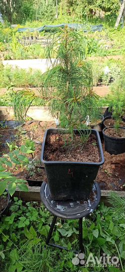 Кедр корейский саженцы, Pnus koraiénsis