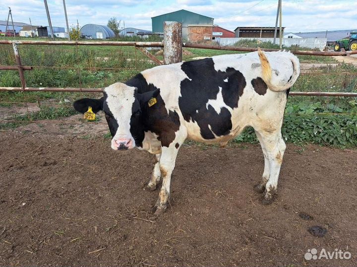 Телята бычки