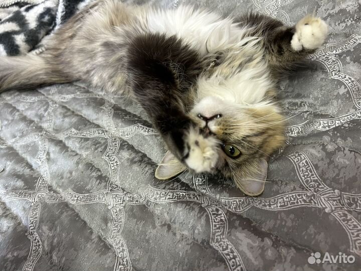 Передержка домашних животных