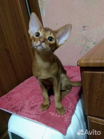 Абиссинские котята