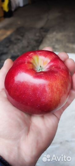 Яблоки домашние