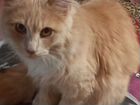 Котёнок персиковый окрас