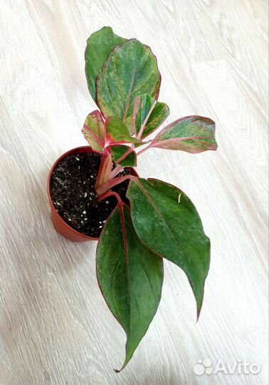 Аглаонема Баттерфляй, Крит