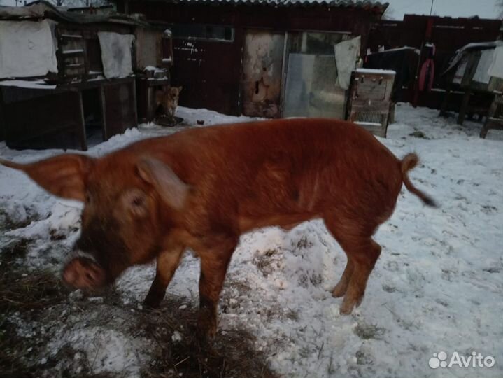 Хряк породы дюрок