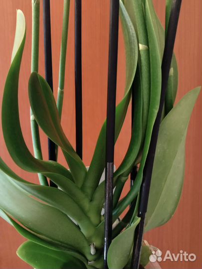 Орхидея фаленопсис Марракеш пять стволов