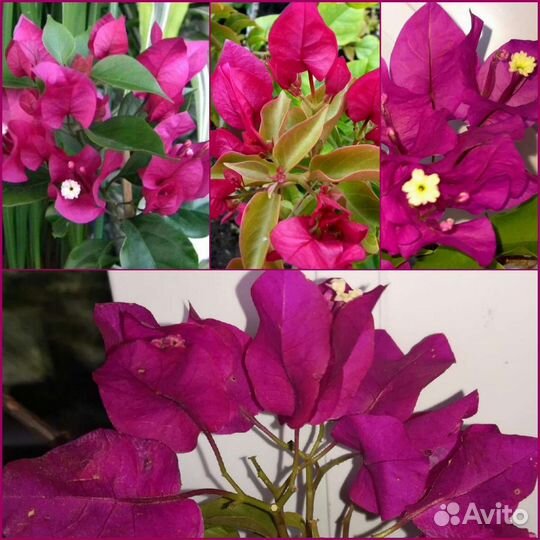 Тропическая Бугенвиллия на окно (укор.черенки)