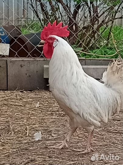 Петух легорн