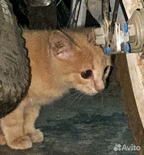 Котята в добрые руки бесплатно