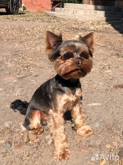 Йоркширский терьер вязка