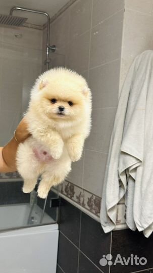 Мини Померанский шпиц