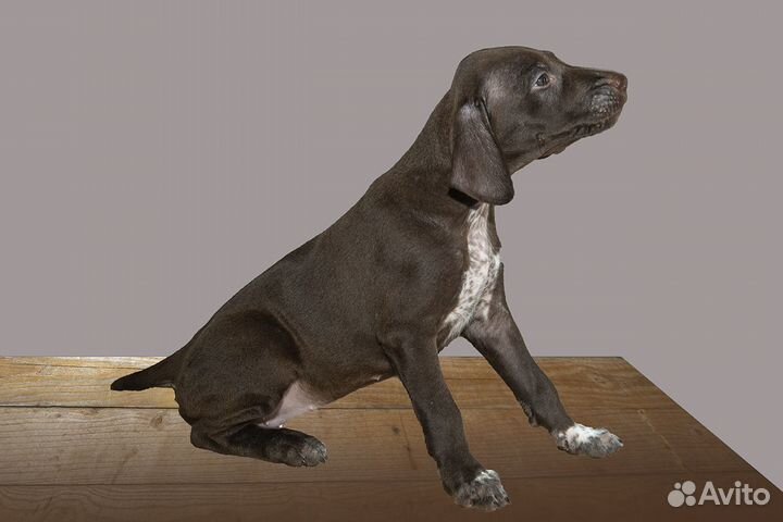 Щенки курцхаара