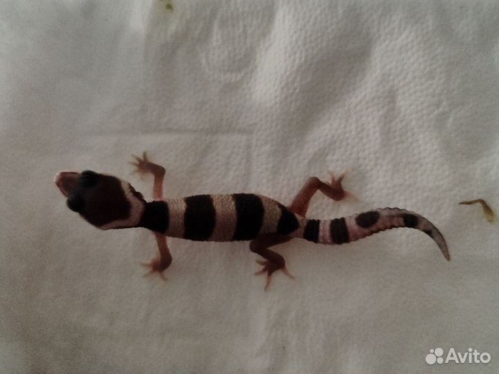 Геккон эублефар