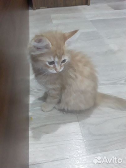 Отдам котят