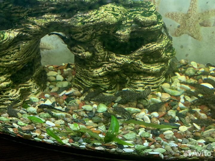 Сомики анциструсы