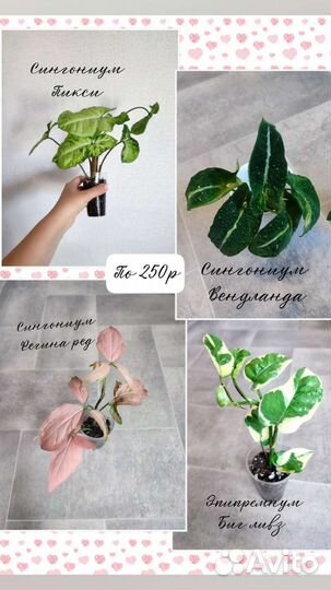 Комнатные цветы, хойя, Сингониум, фикус