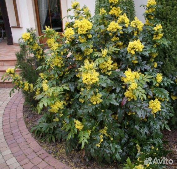 Магония падуболистная