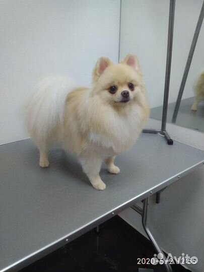 Стрижка собак