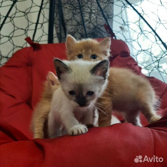 Котята в добрые руки