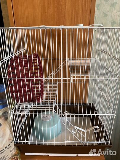 Бесплатно Сирийский хомяк