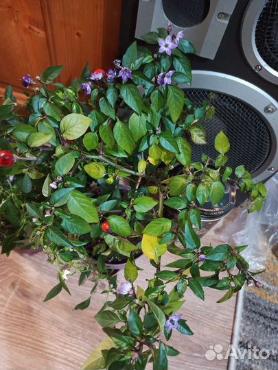 Перчик острый