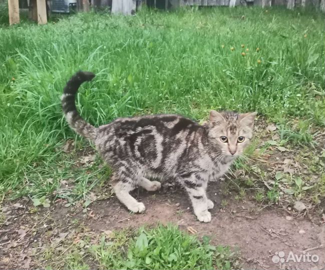 Кошка ищет хозяев