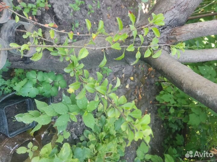 Айва прекрасная «Нивалис»