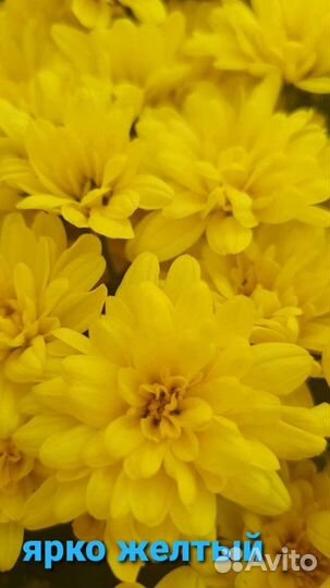 Хризантема мультифлора, корейская